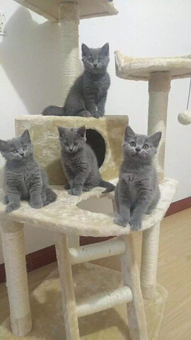 ��ʣ4ֻ�����ա�