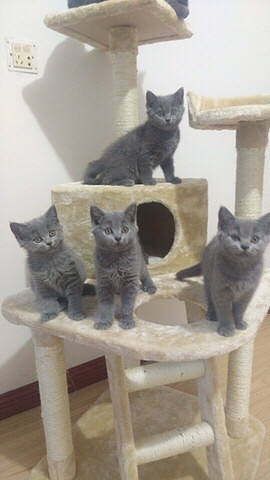 ��ʣ4ֻ�����ա�