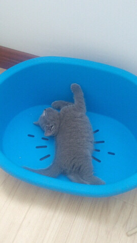 ��ʣ4ֻ�����ա�