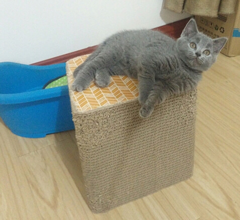 ��ʣ4ֻ�����ա�