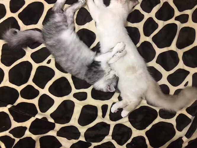 ��������ֻ