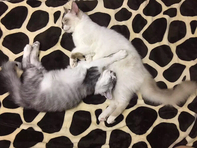 ��������ֻ