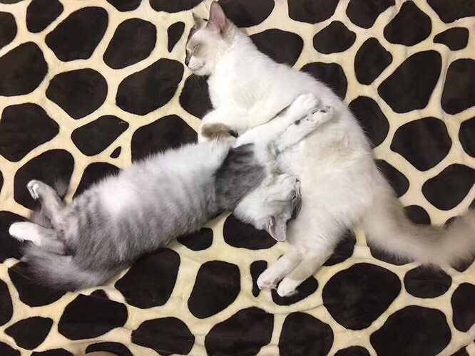 ��������ֻ