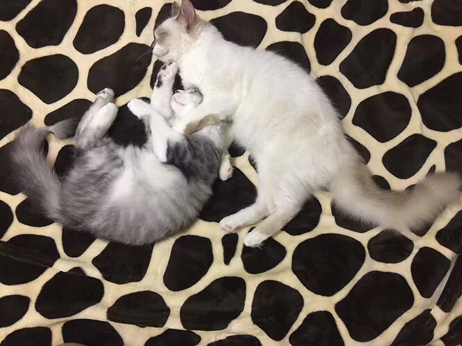 ��������ֻ