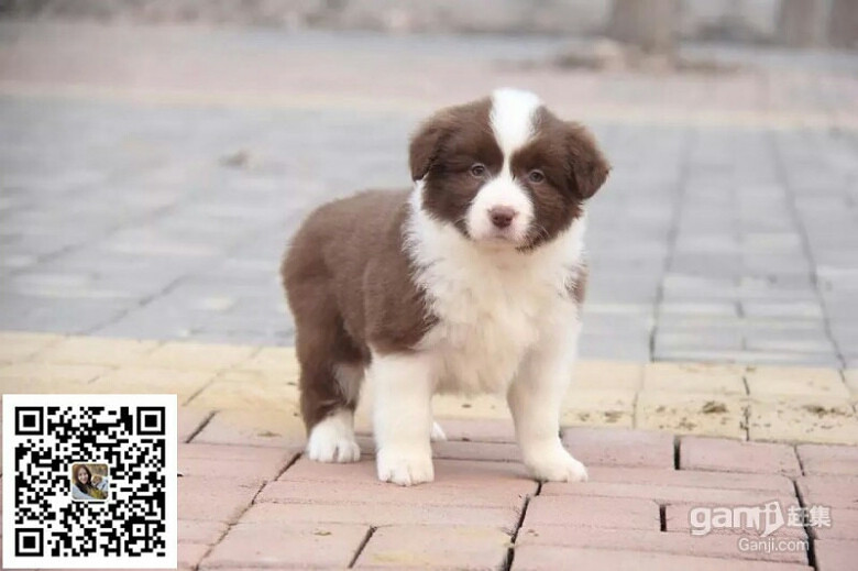 ����ֻĸ����