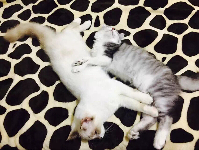 ��������ֻ