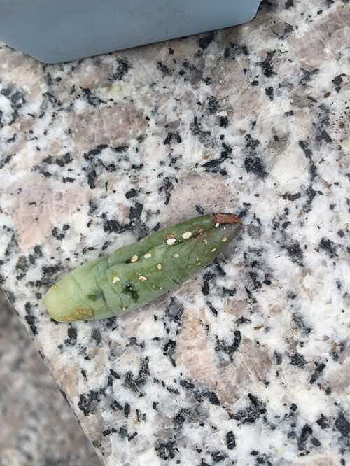 �ж����ᣬ��ⶾ