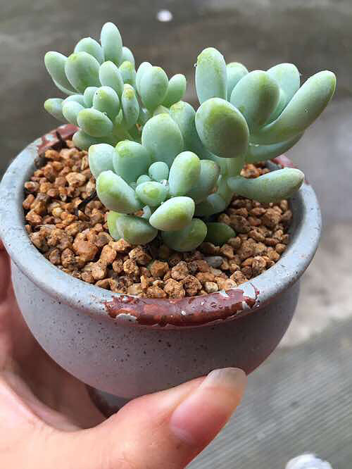 ��ȫ���ĵı����� �������������� ������