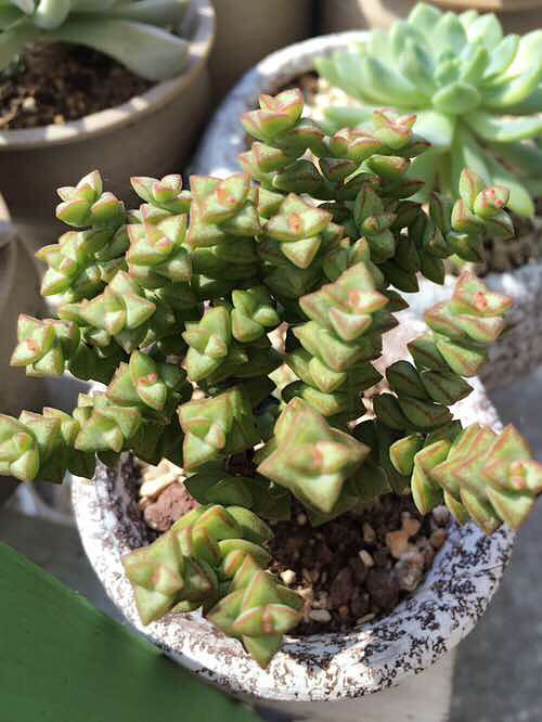 ��ȫ���ĵı����� �������������� ������