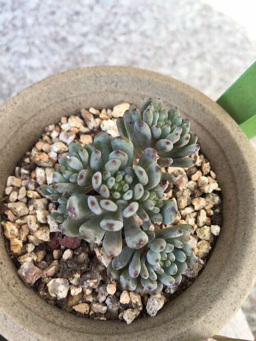 ��ȫ���ĵı����� �������������� ������