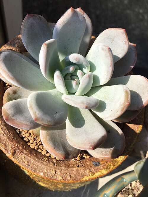 ��ȫ���ĵı����� �������������� ������