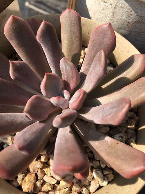 ��ȫ���ĵı����� �������������� ������