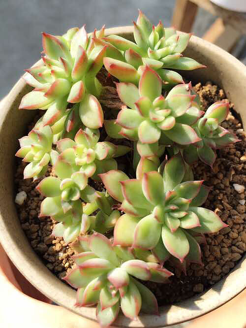 ��ȫ���ĵı����� �������������� ������