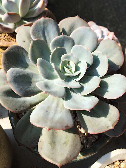 ��ȫ���ĵı����� �������������� ������