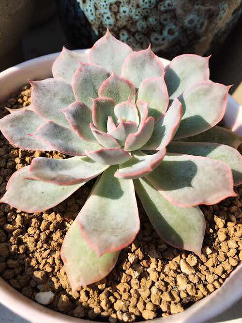 ��ȫ���ĵı����� �������������� ������