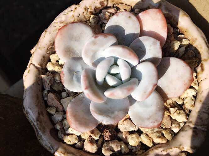 ��ȫ���ĵı����� �������������� ������