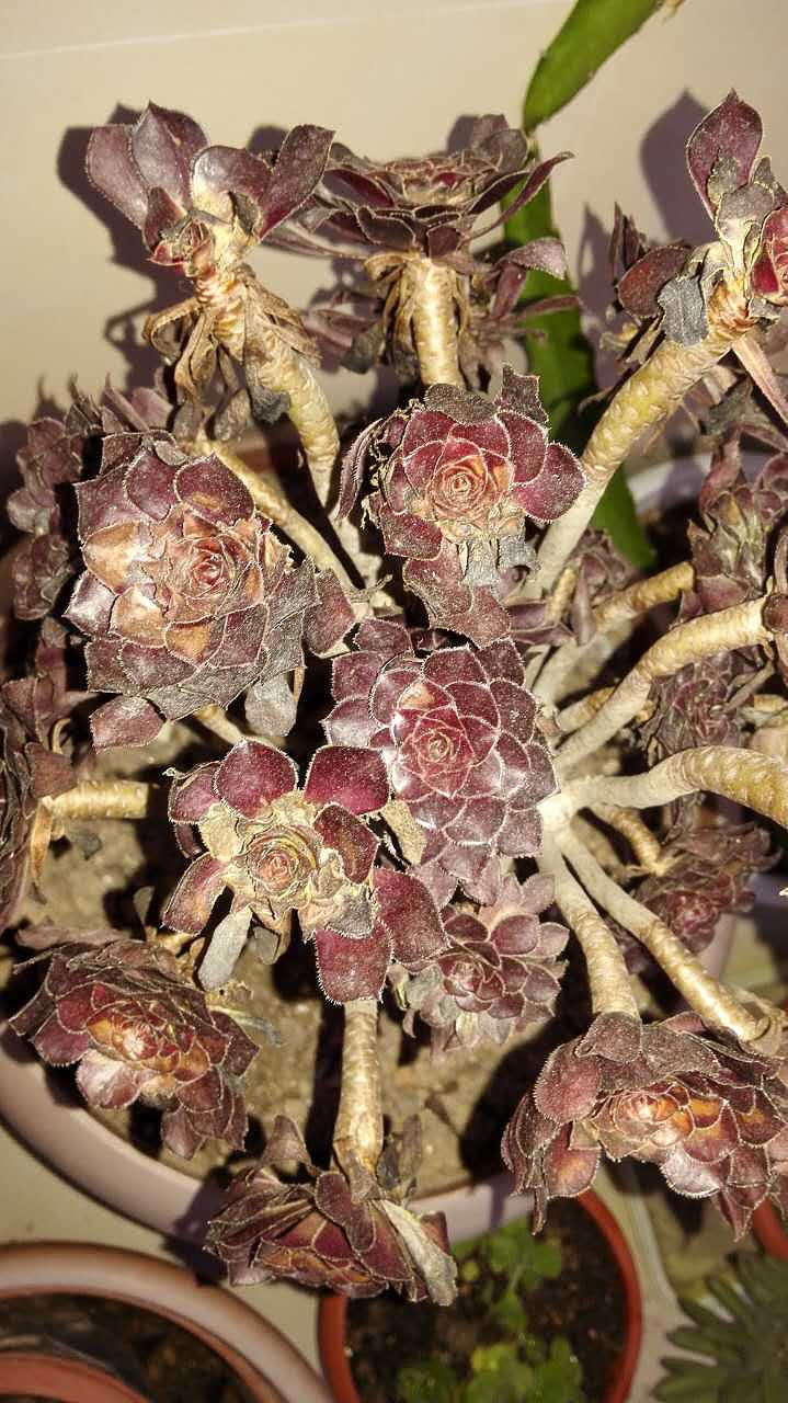 ��������ĺڷ�ʦ��ô����