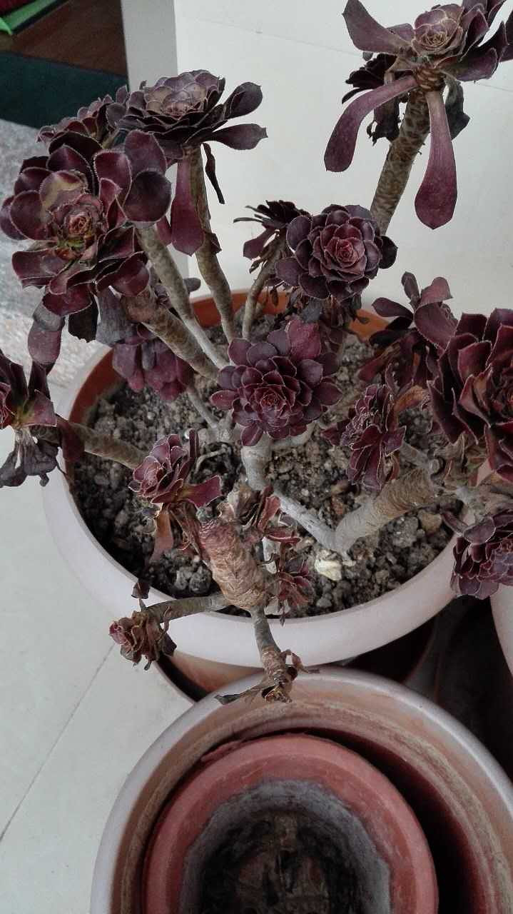 ��������ĺڷ�ʦ��ô����