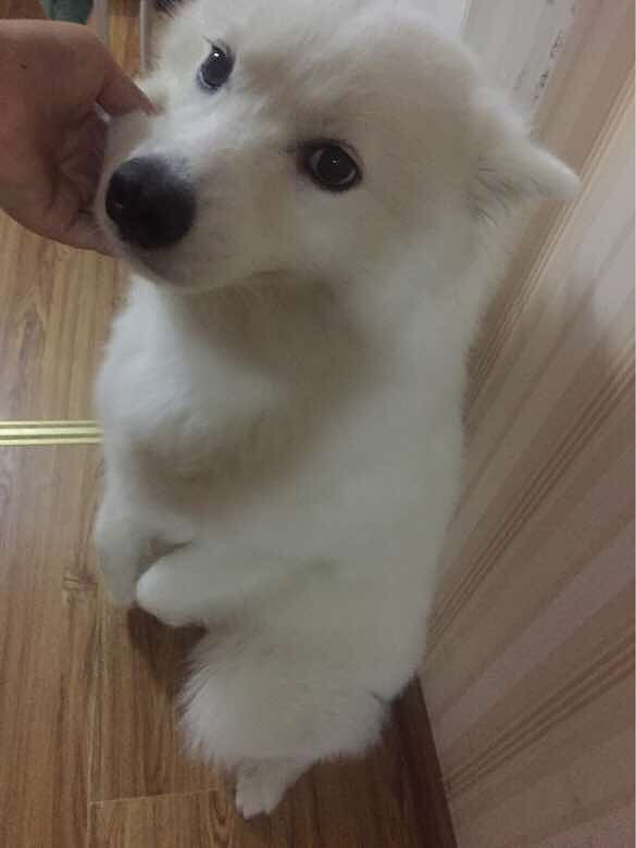 ��¶����