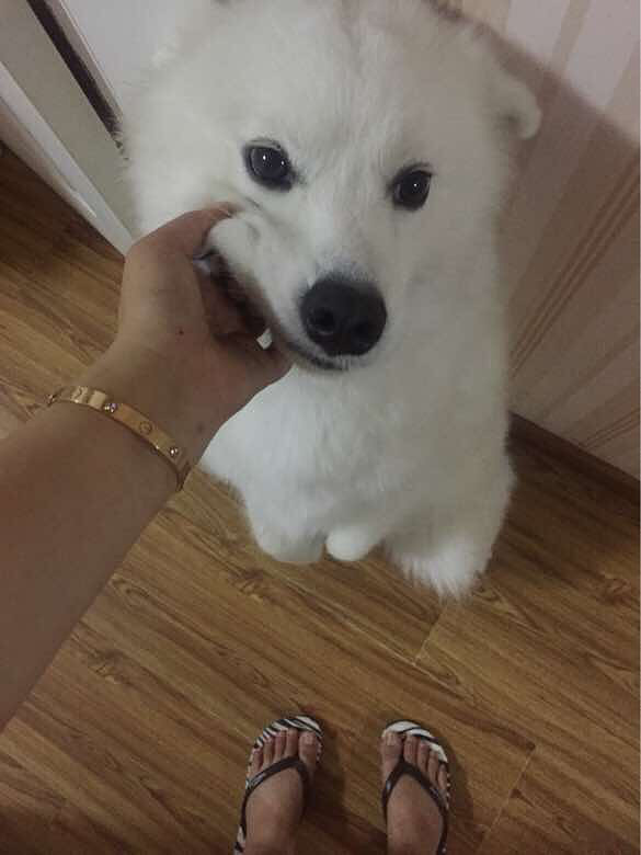 ��¶����