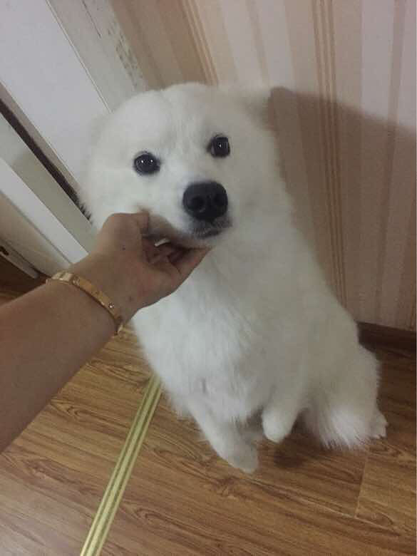 ��¶����