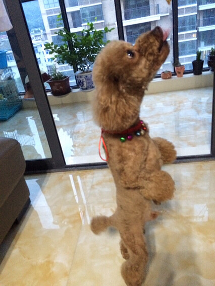 ������¶����