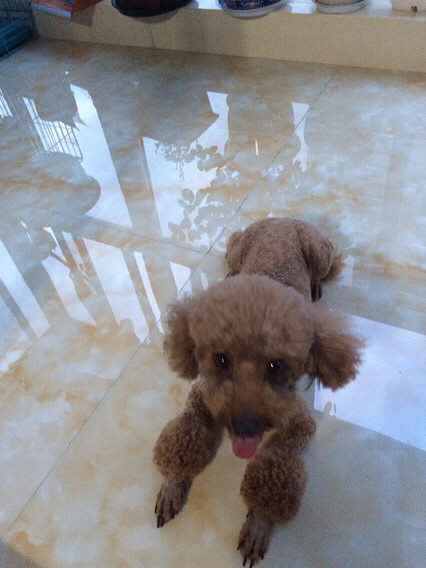 ������¶����