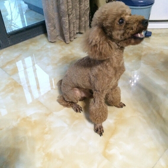 ������¶����