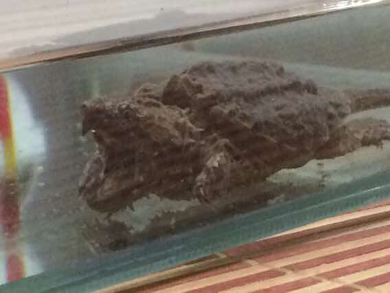 �������֪������