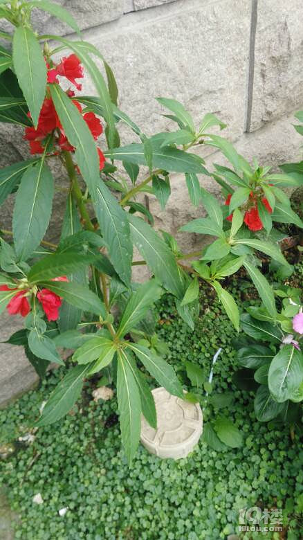 海娜花，好像我们这里的花桄_图1