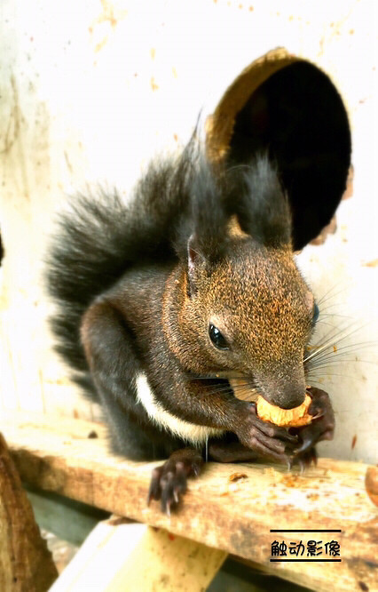 ��Ϣ��®ʫ�ݡ�����˫���ƣ���������Ѿ����