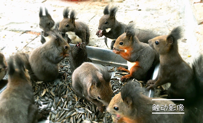 ��Ϣ��®ʫ�ݡ�����˫���ƣ���������Ѿ����