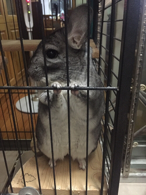 wuli֥���С����һ������