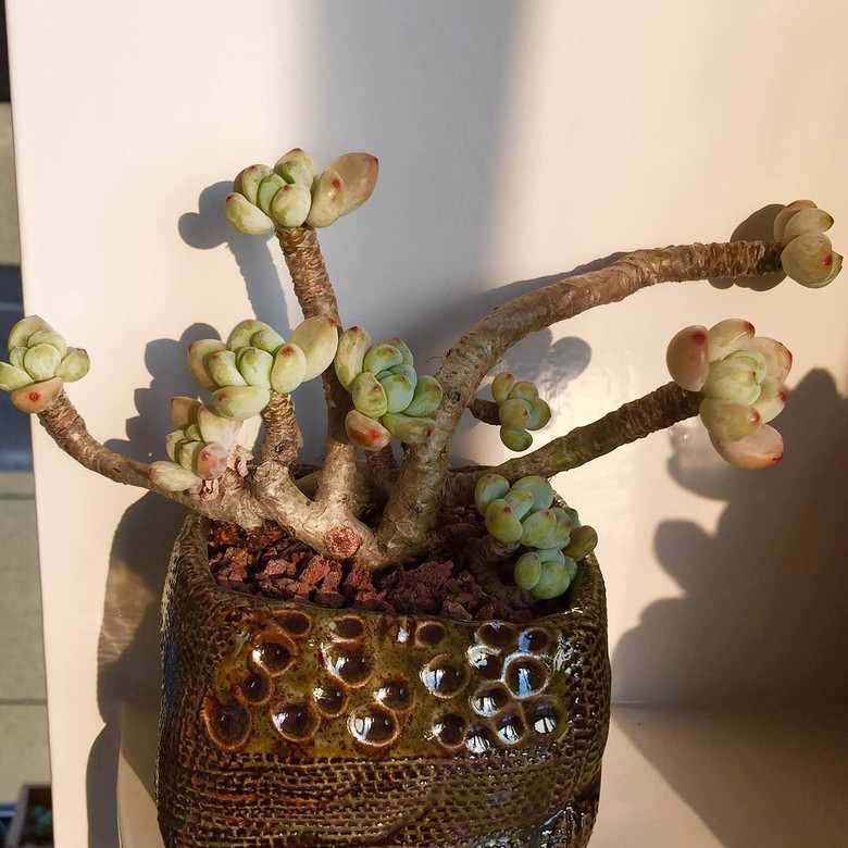 �������ڹ�ȥ���Ҵ��߿�ʼ����������