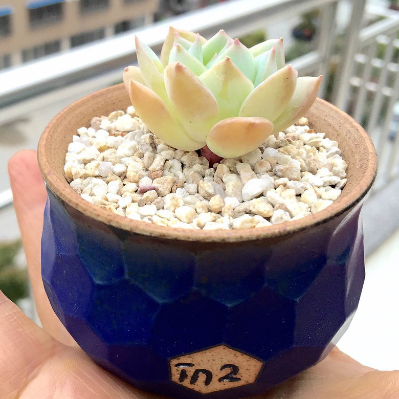 �������ڹ�ȥ���Ҵ��߿�ʼ����������