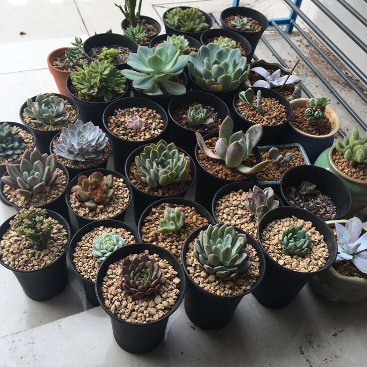 ����Ʊ�������ͨ����Ҳ���������������⡣