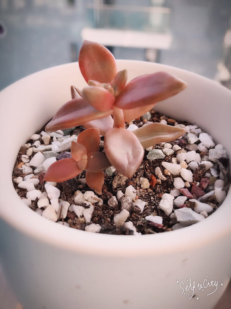 ��Ʊ���ɹ����֮����Сʱ��