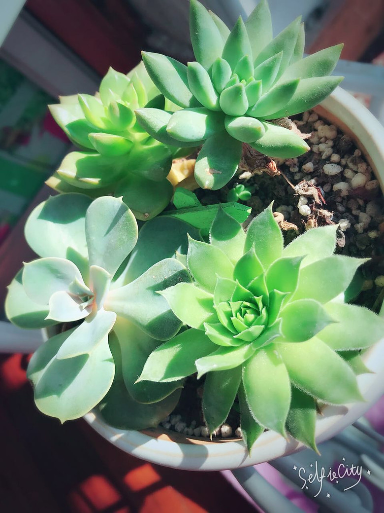 ��Ʊ���ɹ����֮����Сʱ��