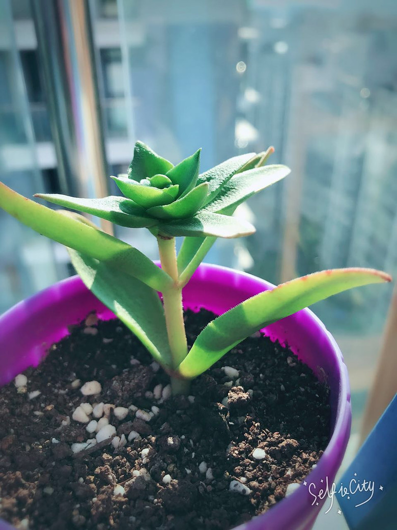 ��Ʊ���ɹ����֮����Сʱ��