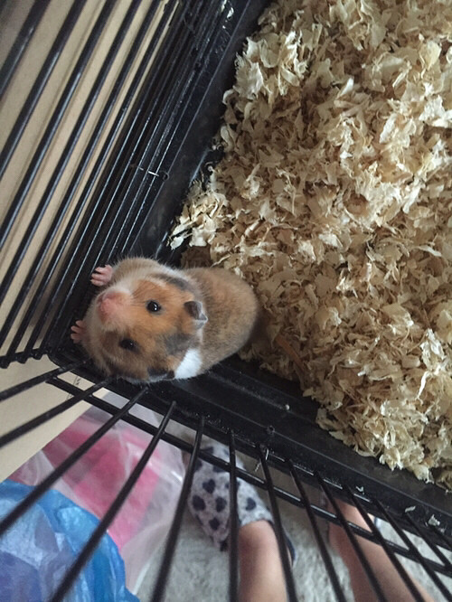 ����˿��