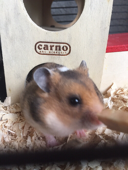 ����˿��