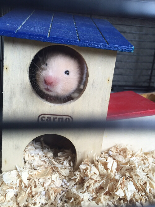 ����˿��