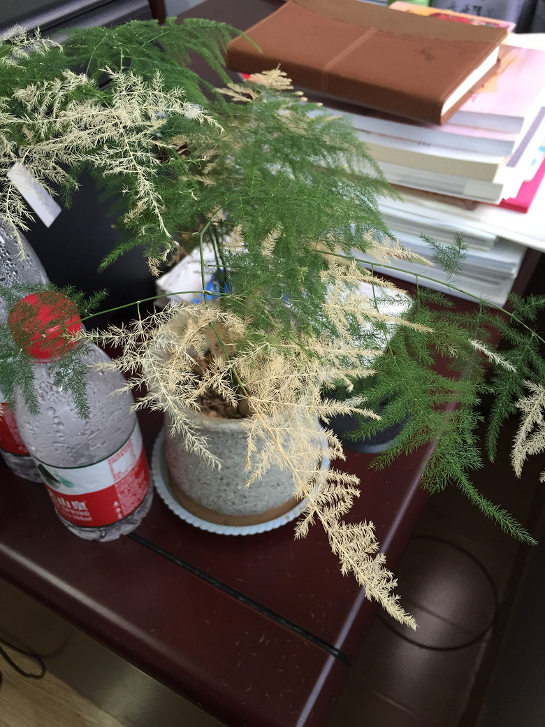 ����Ʊ�����ɫ�ٽ���