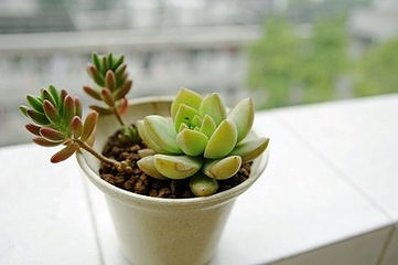 ��Ʊ���