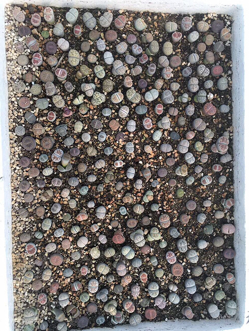 ����ʯ��������ƨ�ɻ�