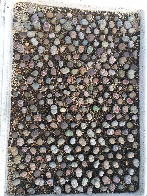 ����ʯ��������ƨ�ɻ�