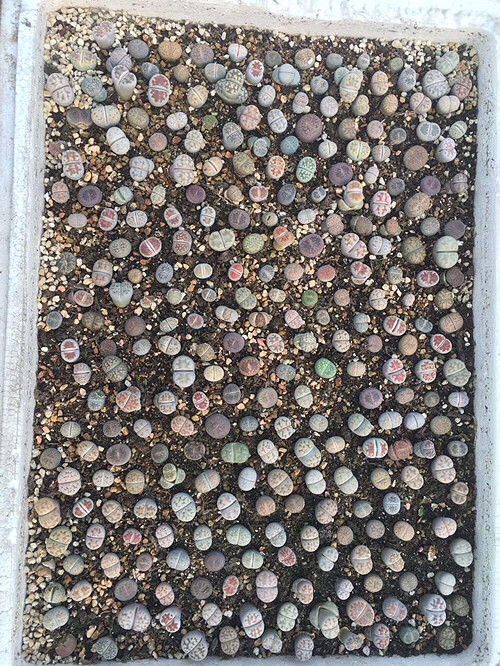 ����ʯ��������ƨ�ɻ�