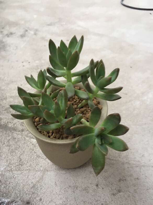 ������¼�