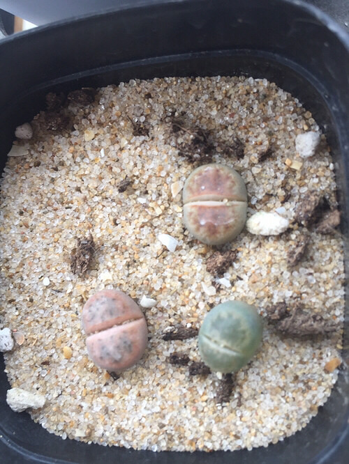 ����ʯ����