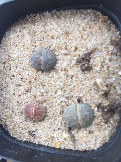 ����ʯ����